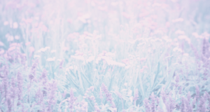 お花の背景画像